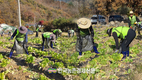 농협상호금융, ‘김장철’ 맞아 배추 농가 상차작업 지원