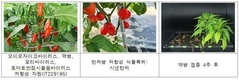 ‘병에 강한 고추’ 유전자원 발굴