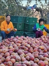 대한민국 대표과일 선발대회 27일 개막!...'의성 사과’ 大賞 선발!