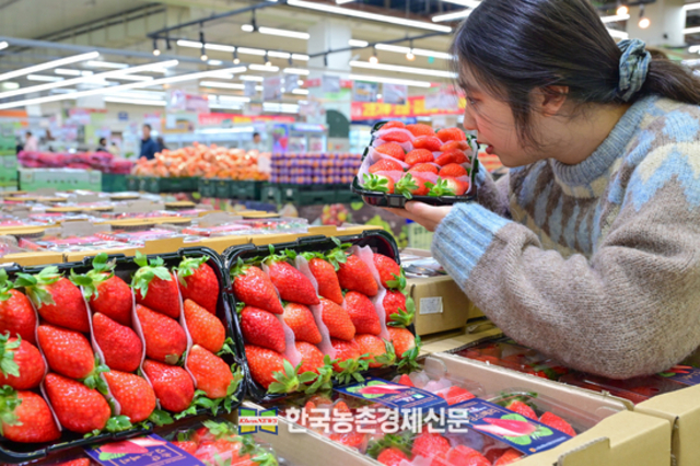 '킹스베리' 첫출하...하나로마트 본격 판매!