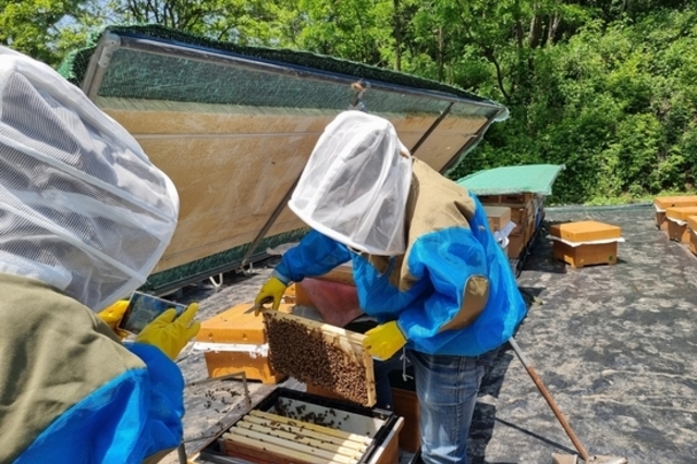 꿀벌 ‘프로폴리스 추출물’ 면역 과민 반응 효과 밝혀