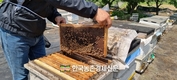 꿀벌 ‘프로폴리스 추출물’ 면역 과민 반응 효과 밝혀