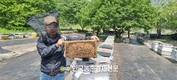 꿀벌 ‘프로폴리스 추출물’ 면역 과민 반응 효과 밝혀