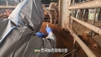 한우협회, '럼피스킨' 비발생 달성...2026년부터 백신 자율접종 가능