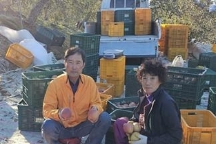 배‧감귤‧딸기 생산↑...사과‧단감‧포도 생산↓