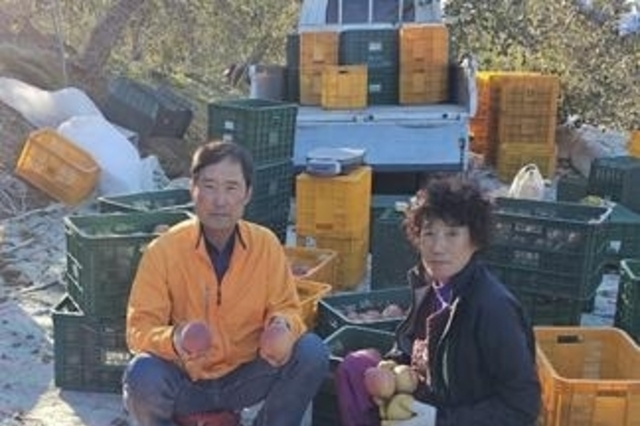 배‧감귤‧딸기 생산↑...사과‧단감‧포도 생산↓