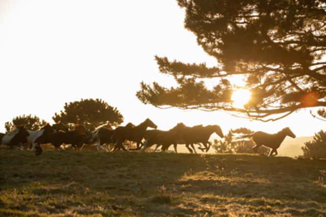 '붉은 말의 해'...국산 ‘승용마’ 집중조명!!