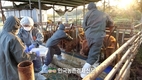 축산농장 '외국인근로자' 방역교육 한층 강화
