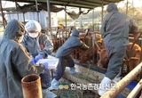 검역본부, '럼피스킨·블루텅'...신종 가축질병 국내 유입 징후 없다!