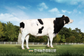 축산과학원, 젖소 한국형 보증씨수소 3두 선발