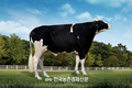 축산과학원, 젖소 한국형 보증씨수소 3두 선발