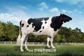 축산과학원, 젖소 한국형 보증씨수소 3두 선발
