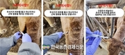 한우 '럼피스킨 백신접종' 인공수정 14일전 및 발정동기화 프로그램 활용 권장