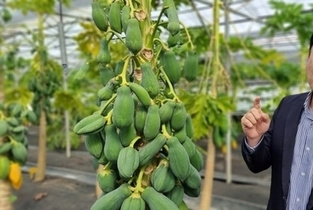 농진청, 망고·파파야 난방 에너지 얼마나 들까?...농가 주소 입력하면 한눈에