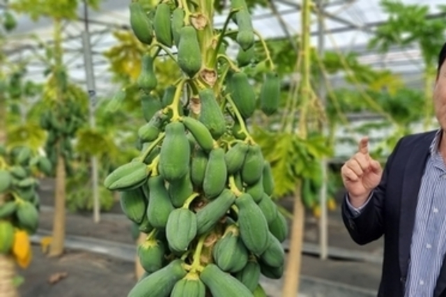 농진청, 망고·파파야 난방 에너지 얼마나 들까?...농가 주소 입력하면 한눈에