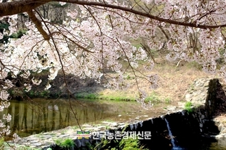 '봄꽃' 빨리 핀다!...꽃 개화시기 발표