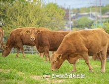 한우협회 "한우농가는 정부의 안일하고 편향된 통상 외교 강력 규탄"
