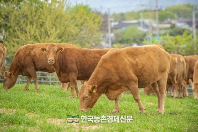 한우협회 "한우농가는 정부의 안일하고 편향된 통상 외교 강력 규탄"