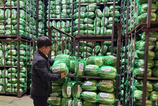 대아청과 “저장배추 7만 3천 톤...전년 대비 5.2↓”