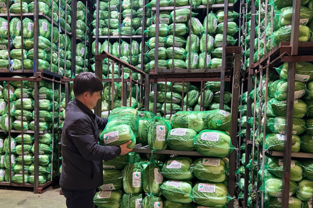 대아청과 “저장배추 7만 3천 톤...전년 대비 5.2↓”