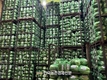 대아청과 “저장배추 7만 3천 톤...전년 대비 5.2%↓”