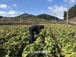 대아청과 “저장배추 7만 3천 톤...전년 대비 5.2%↓”