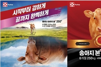 퓨리나사료, '금송아지' 6개월령 ..."250kg 시대 열렸다"