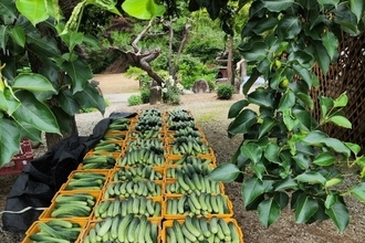 경농, 'PMR춘향1542’ 추천..."고온기 안정적 작황"