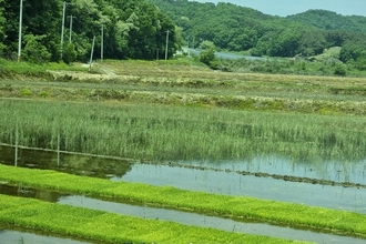 ‘쌀밥 밥맛 평가’ 표준화 추진