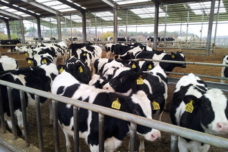농촌진흥청, 젖소 ‘맞춤형 사료 급여’로 사료 효율 개선 확인