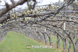 농진청, ‘배꽃 피는 시기’ 저온 피해 예방...적기 인공수분 당부