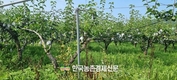 농진청, ‘과수화상병’ 예측 정보 따라 2~3회 약제 살포