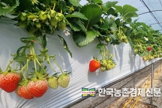 경농, 채소밭 흰가루병 치료제 '알투도' 출시