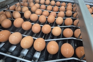 aT, 태국산 '신선란' 첫 수입...계란 공급망 안정 기대