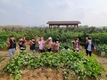 연수구 '선학힐링텃밭' 고구마 수확체험