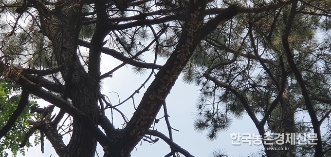 매미나방 확산이 심각한 수준이다. 자세히보면 소나무가지에 온통 매미나방이 붙어있다. 나남길 kenews.co.kr