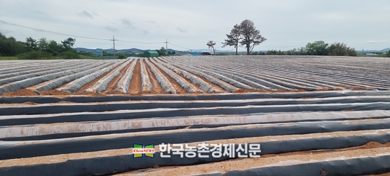 글로벌아그로, 친환경 '세균병 방제' 솔루션?... 생물농약 ‘균싹’과 ‘가루크린’ 추천
