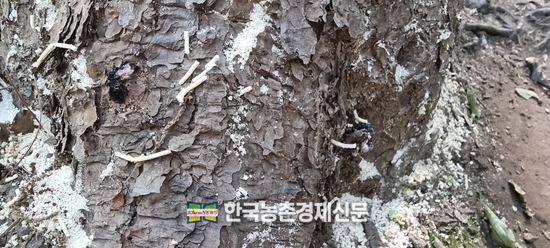 소나무재선충 방제 헛점?... 그루터기에 유충 '득실득실'
