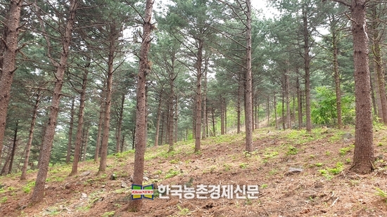 산림청, 산불예방 숲 가꾸기 품질‧효과 높인다