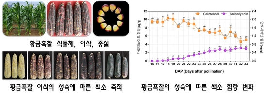농진청, ‘황금’ 옥수수로 맛과 건강 챙겨