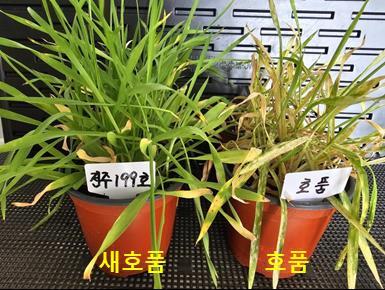'호강' 쌀보리 신품종 9월 3일까지 분양
