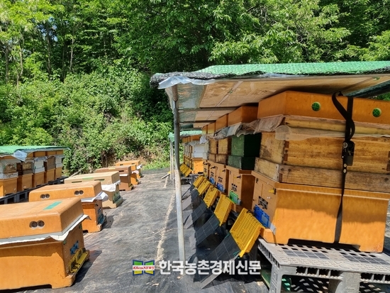 농진청, 꿀벌 ‘프로폴리스 추출물’ 면역 과민 반응 효과 밝혀